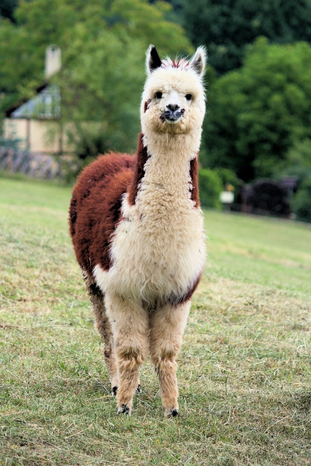 A curious brown and white alpaca