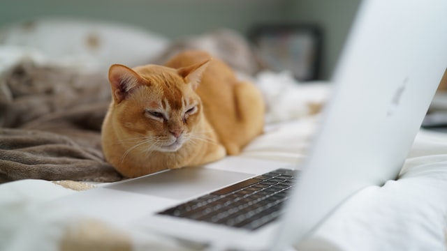 A cat with a wrinkled face in front of a laptop