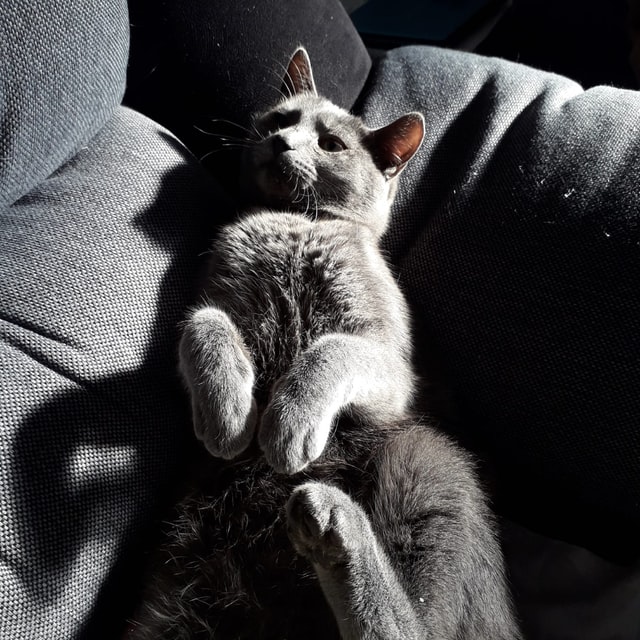 A black cat on a black sofa, it seems that is strangely surprised