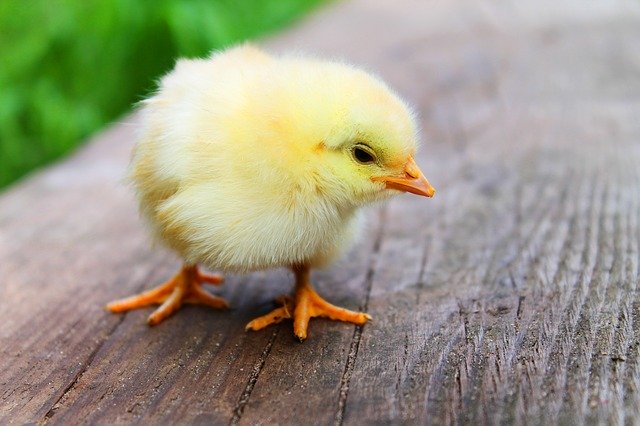 Chicken with a defensive look, looks like it wants to sting you hehe