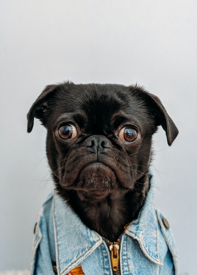 A black pug wearing a denim jacket