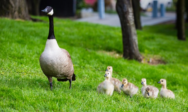 A mother duck followed by five curious ducklings for the camera