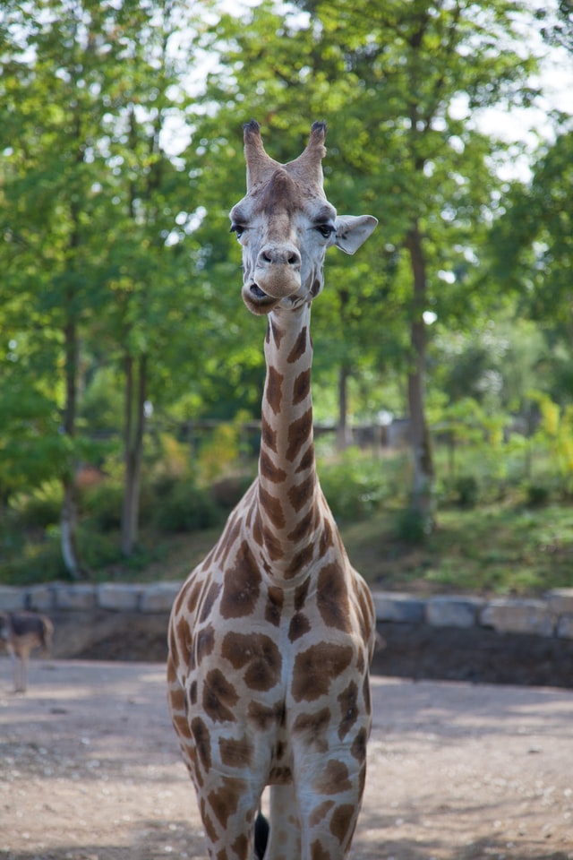 A giraffe, it looks like he'll make fun of you