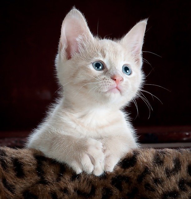 A white cat with blue eyes posing happily for a casual photo