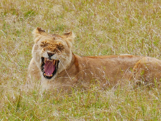 A yawning lioness seems to be very hungry or lazy