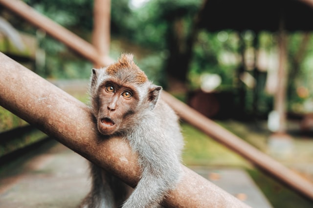 A monkey on a railing drooling