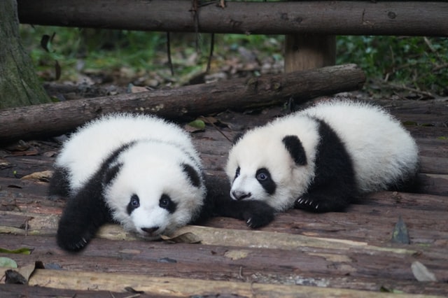 Little pandas waiting for the day to pass, lying on wood