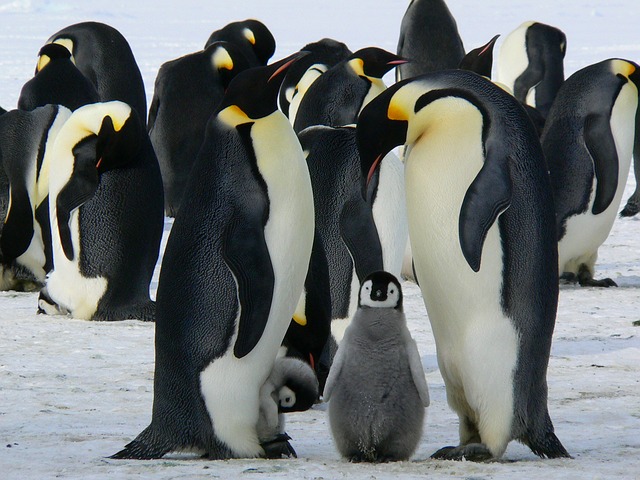 A emperor penguin family
