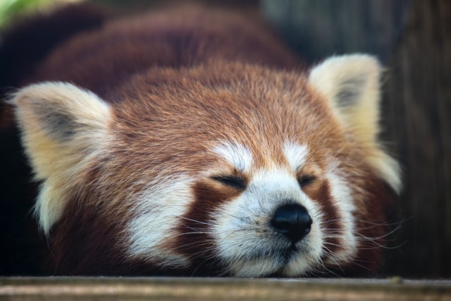 A sleepy red panda bear, like the one in the firefox icon