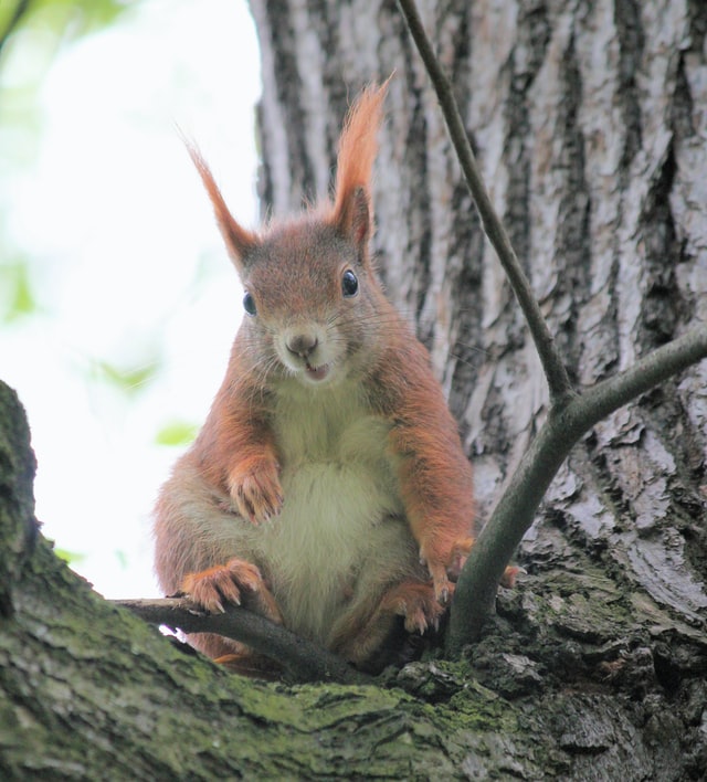 A squirrel on a tree with a curious face