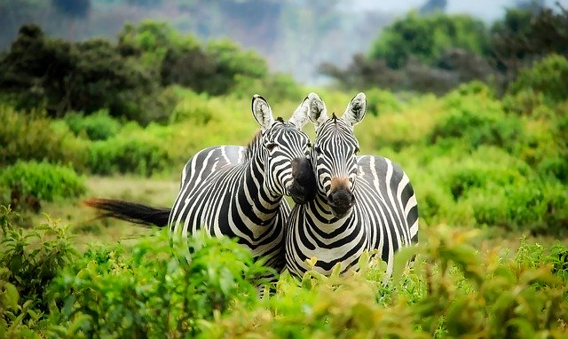 A couple of zebras walking happily through life